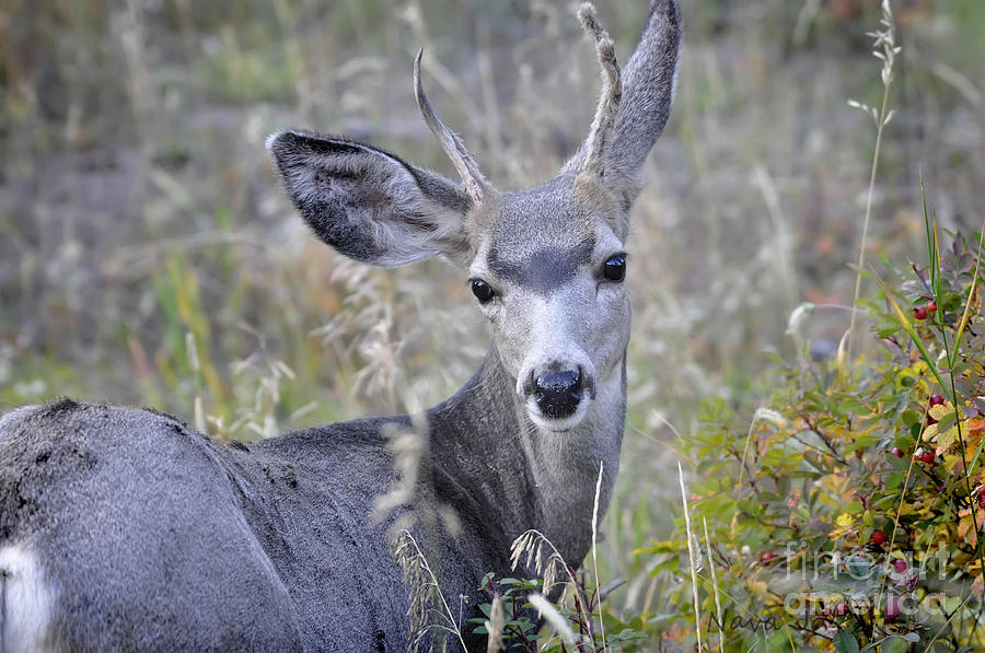 Mule Deer on Fall River Photograph by Nava Thompson