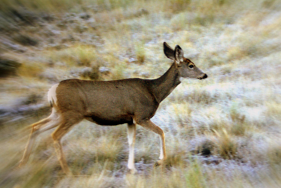 Mule Deer On The Move Photograph by Marty Koch