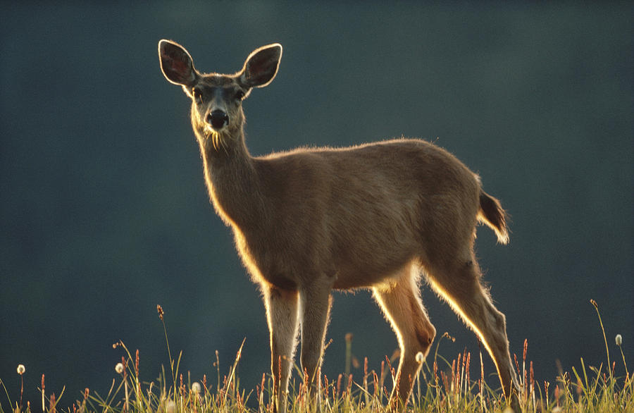Mule Deer Portrait In Alpine Meadow Photograph by Tim Fitzharris