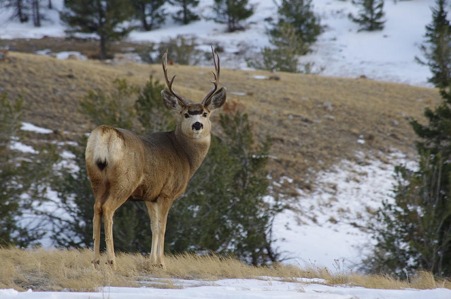 Mule Deer Posing Photograph By Sherri Meikle Fine Art America