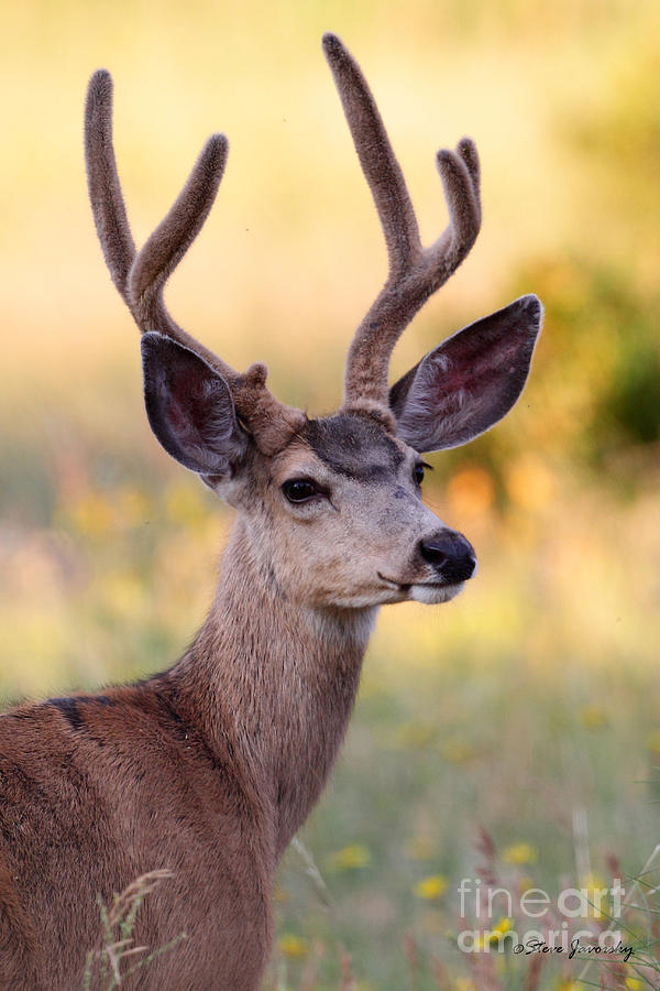 Mule Deer Photograph by Steve Javorsky