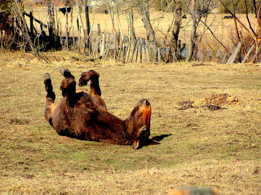 Of Photograph - Mule Rolling Around by Amy Bradley