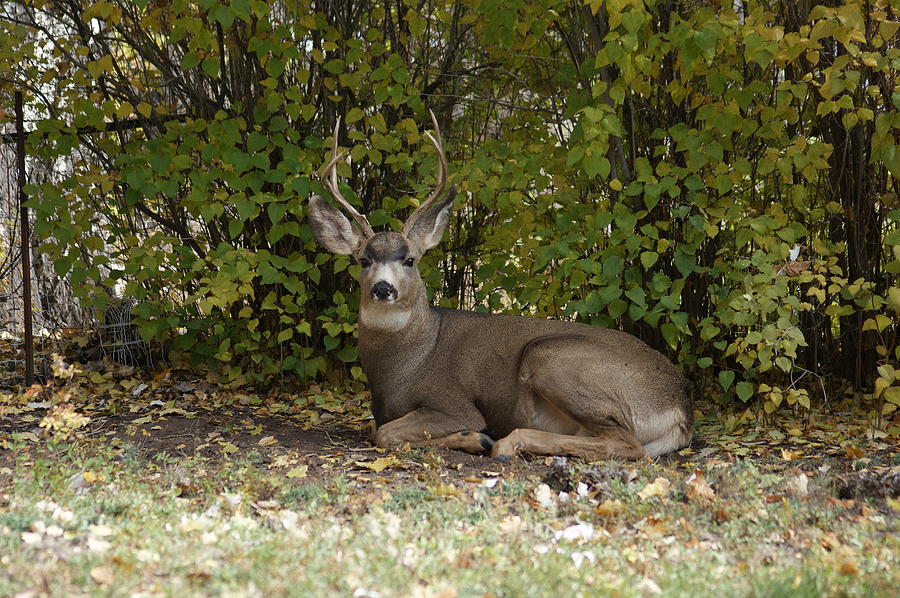 Deer Photograph - Mulie Buck 2 by Ernest Echols
