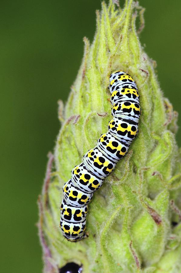 Summer Photograph - Mullein Moth Caterpillar by Colin Varndell