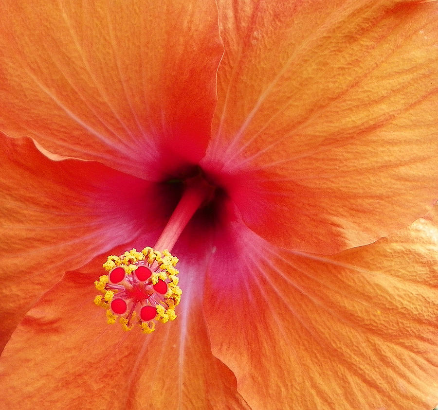 Multi Color Hibiscus I I Photograph by Sheri McLeroy