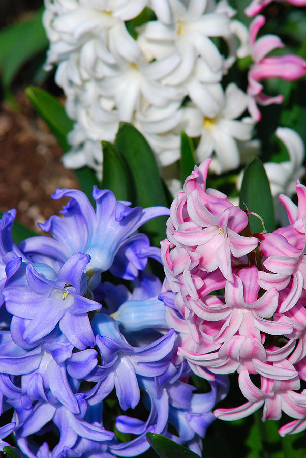 Multi-colored Hyacinths Photograph by Janice Adomeit