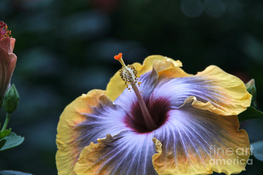 Multicolor Hibiscus Flower Photograph by Byron Varvarigos