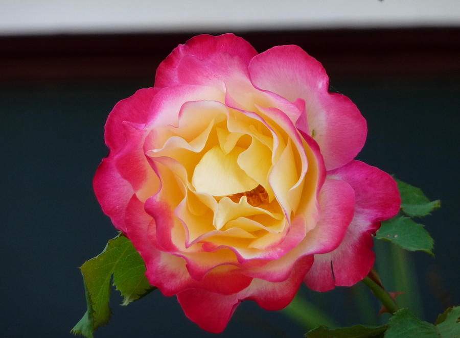 Multicolor Rose Photograph by Sharon Donahue | Fine Art America