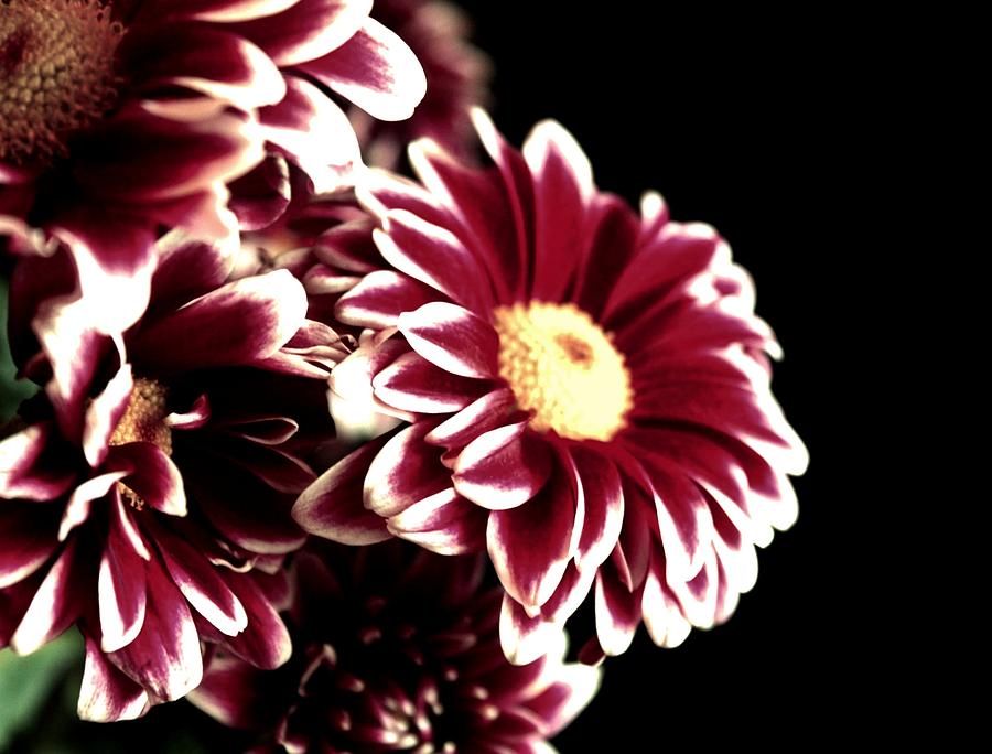 Mums In A Vase Photograph By Cathie Tyler - Fine Art America