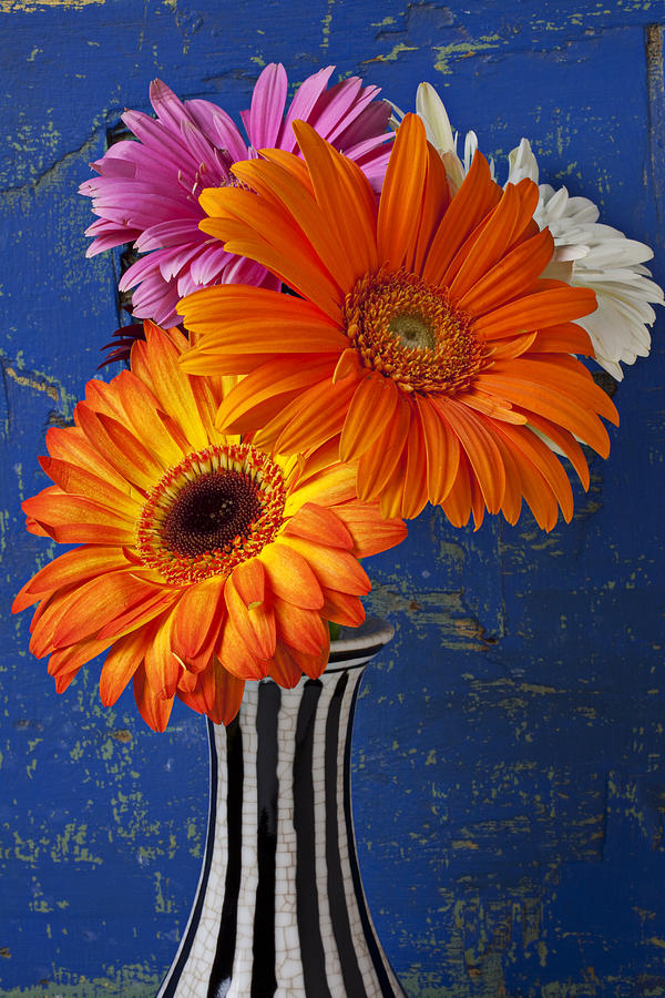 Vase Photograph - Mums in striped vase by Garry Gay