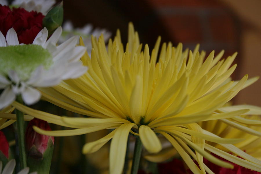Flower Photograph - Mums the word by James Johnson