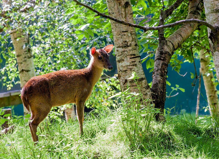 Animal Photograph - Muntjac Deer - Muntiacus reevesi by Dawn OConnor
