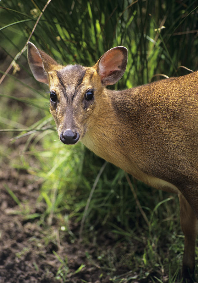 Muntjac Deer Photograph by David Aubrey - Fine Art America