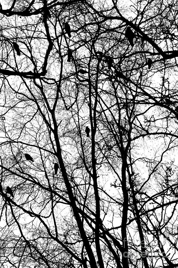 Animal Photograph - Murder of Crows by Dean Harte