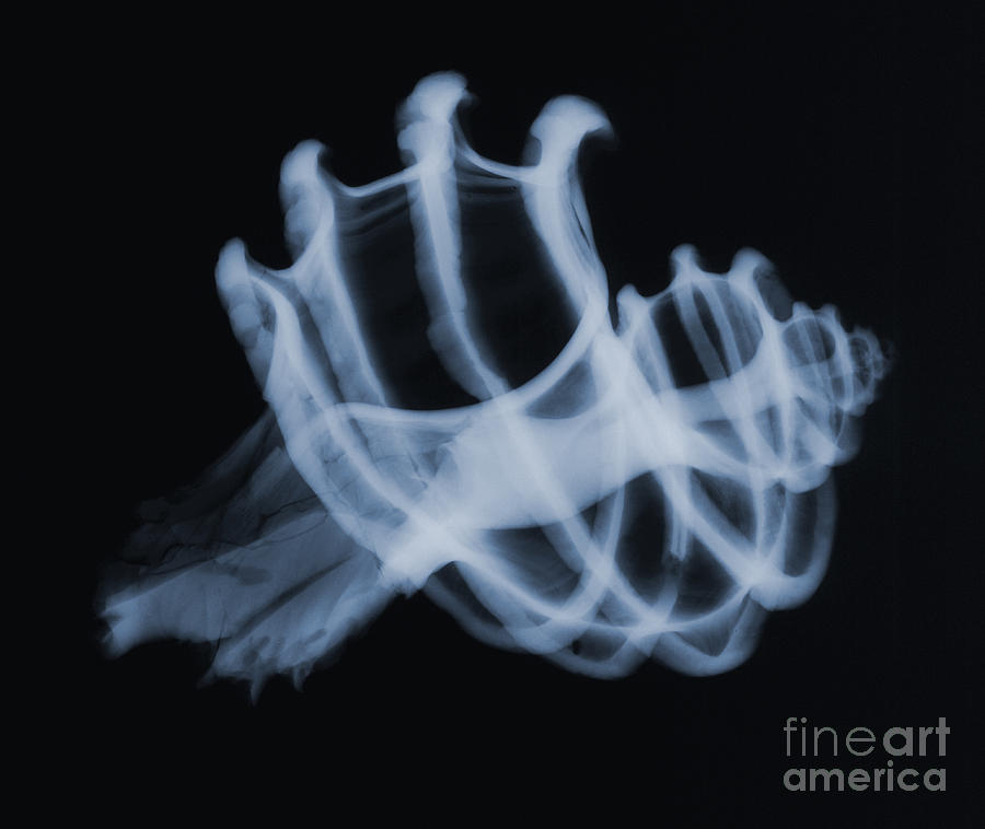 Nature Photograph - Murex Seashell, X-ray by Ted Kinsman