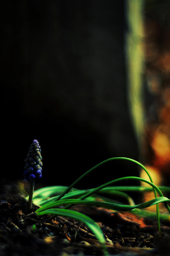 Muscari - Grape Hyacinth Photograph by Rebecca Sherman