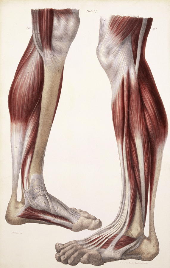 Muscle Labeling - Lower Leg Diagram