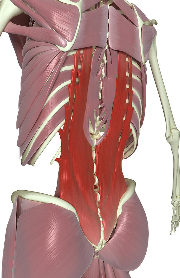 Muscles Of The Back Photograph by MedicalRF.com Muscles Of The Back Photograph by MedicalRF.com