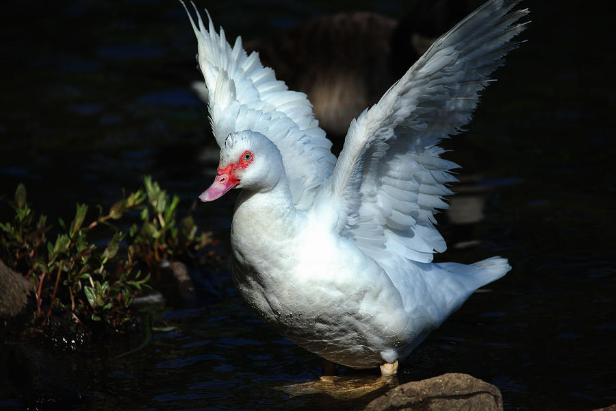 Muscovy Duck Photograph by Karol Livote