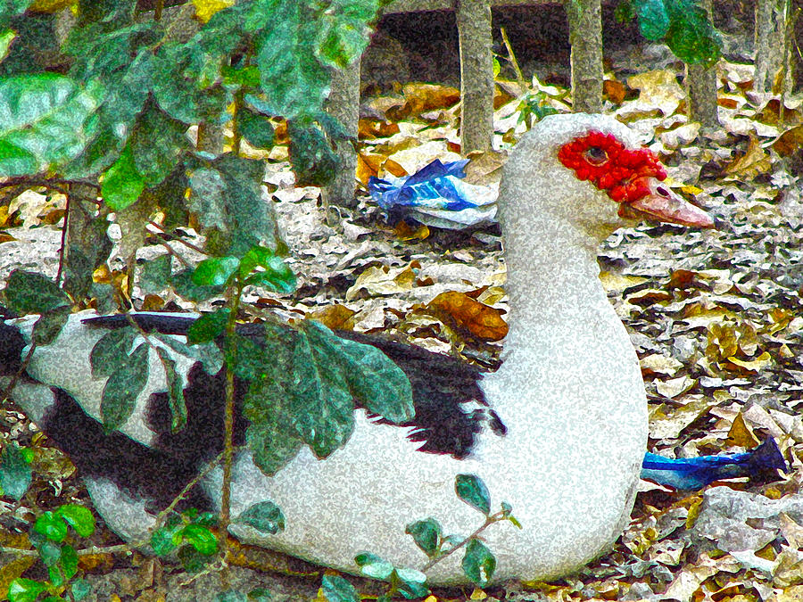 Muscovy Duck Photograph - Muscovy Duck by Roy Foos