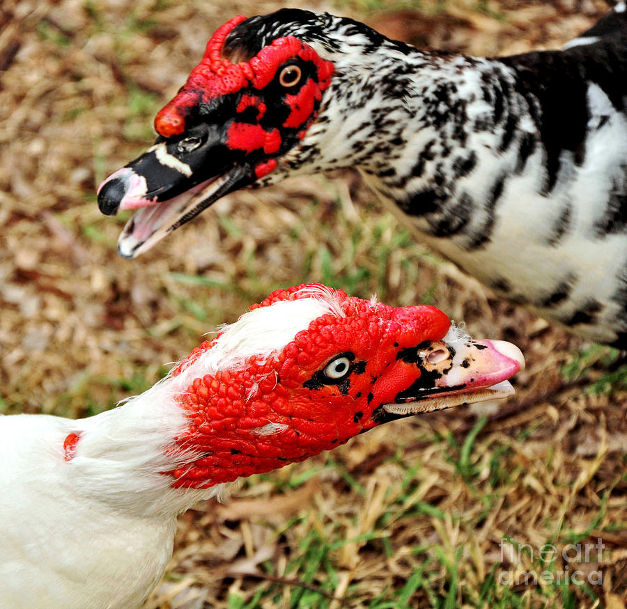 Muscovy Ducks Photograph by Kaye Menner