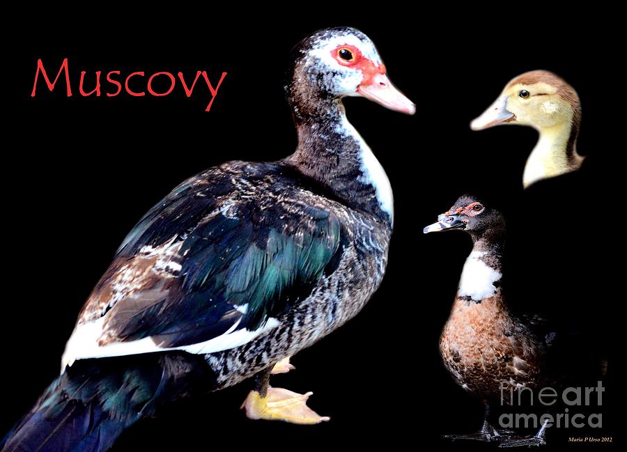 Muscovy Photograph by Maria Urso