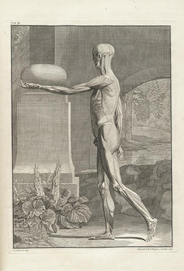 Architecture Photograph - Musculature Plate From 18th Century by Everett