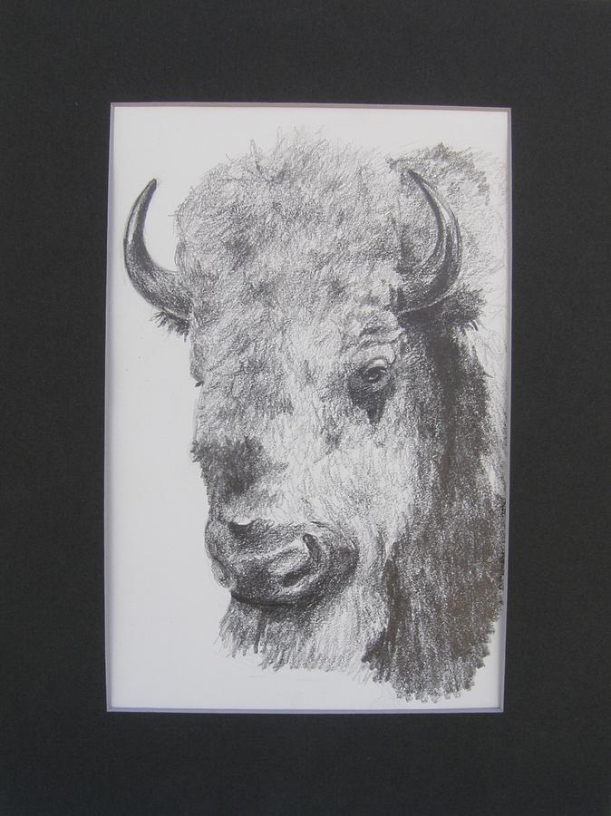 Museum Animals Bison Drawing by Lori Brackett