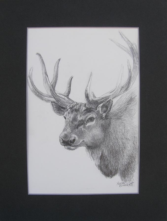 Museum Animals Elk Drawing by Lori Brackett