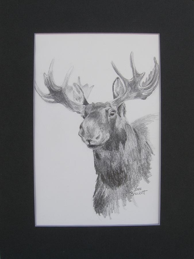 Museum Animals Moose Drawing by Lori Brackett