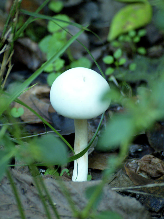 Nashville Photograph - Mushroom - 1 by Randy Muir