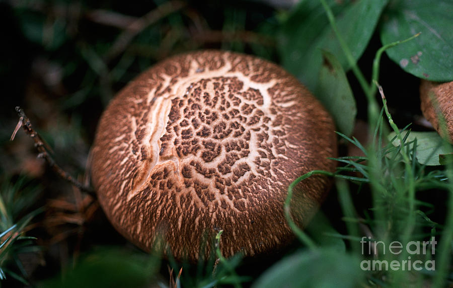 Mushroom 1 Photograph by Terry Elniski