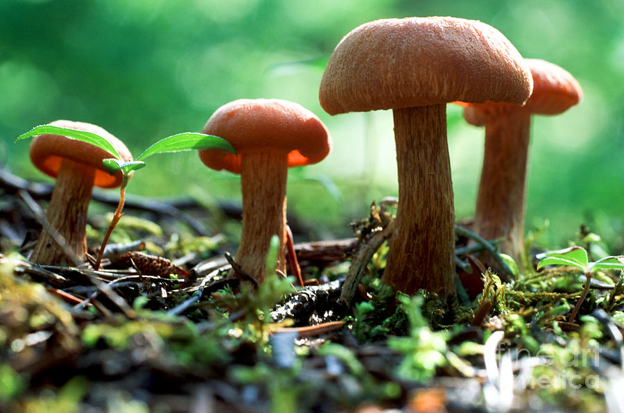 Mushroom 10 Photograph by Terry Elniski