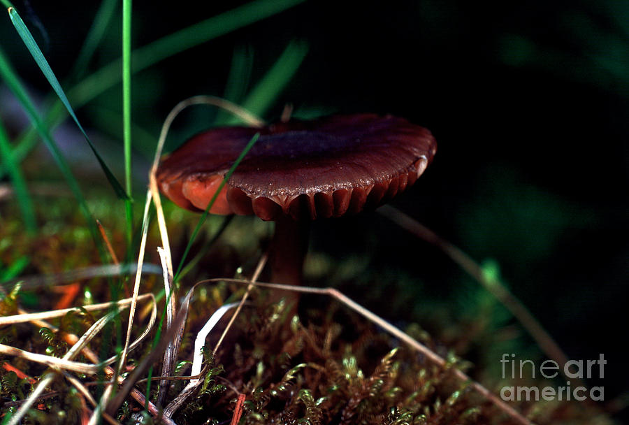 Mushroom 11 Photograph by Terry Elniski