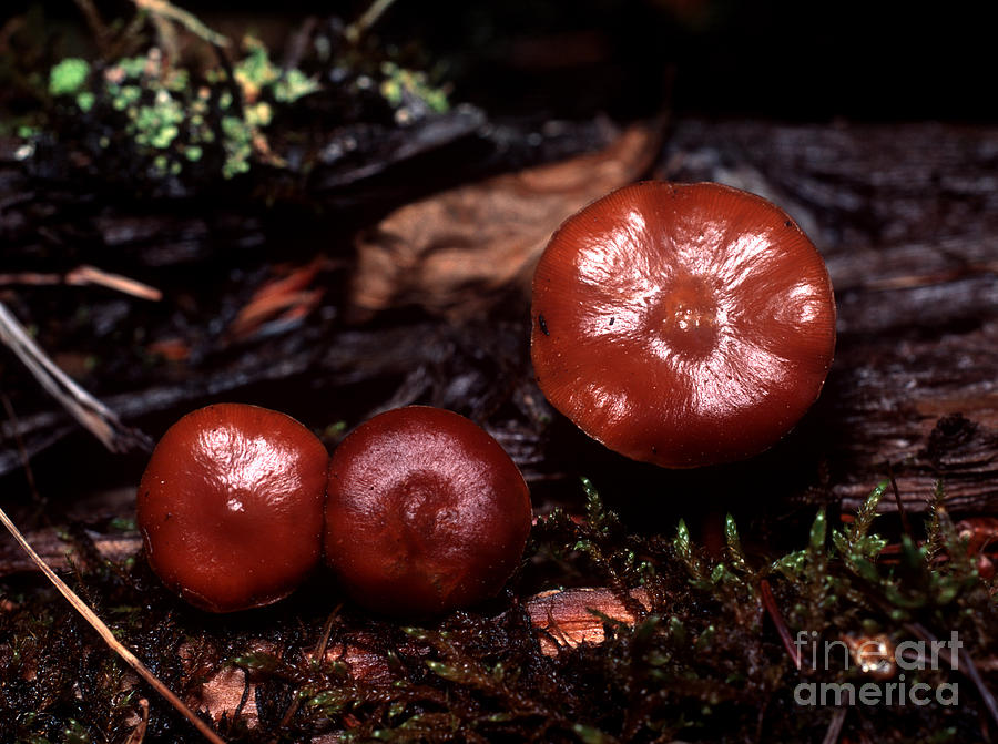 Mushroom 12 Photograph by Terry Elniski