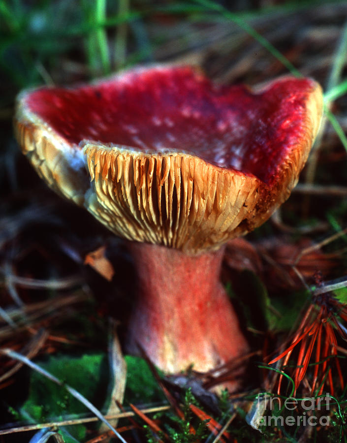 Mushroom 13 Photograph by Terry Elniski