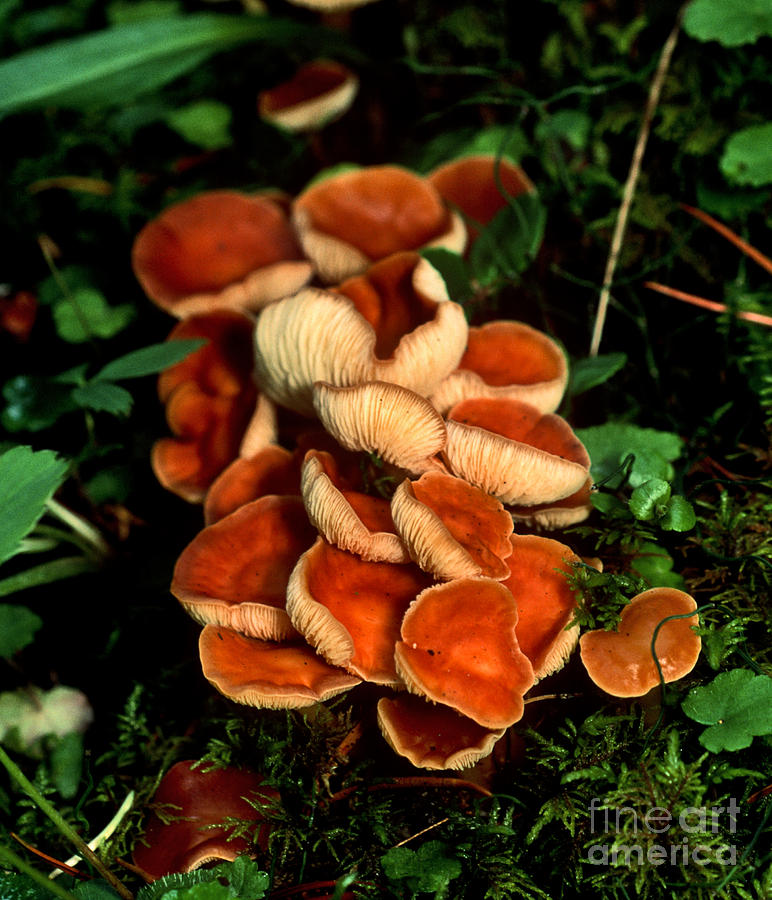 Mushroom 14 Photograph by Terry Elniski