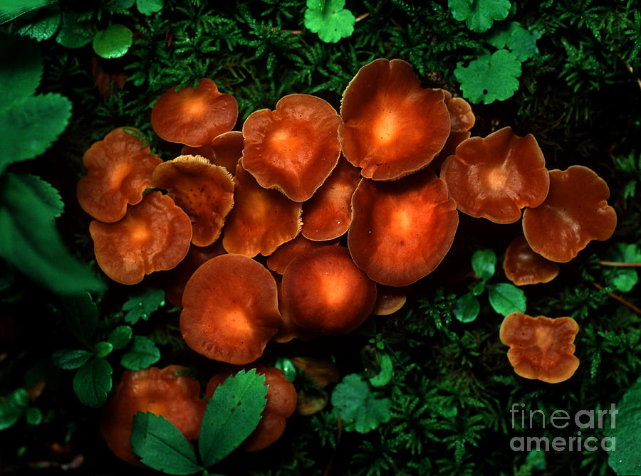 Mushroom 15 Photograph by Terry Elniski