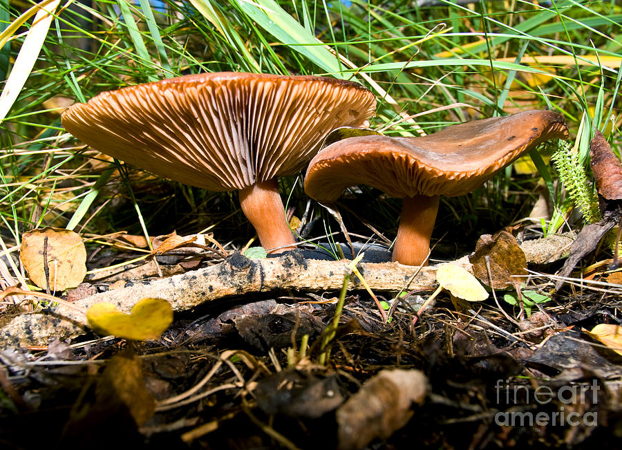 Mushroom 16 Photograph by Terry Elniski