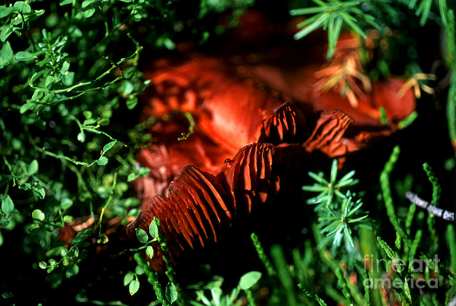 Mushroom 17 Photograph by Terry Elniski