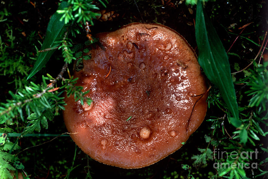 Mushroom 18 Photograph by Terry Elniski