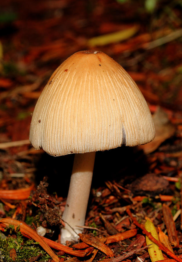 Mushroom 2 Photograph by Robert Morin