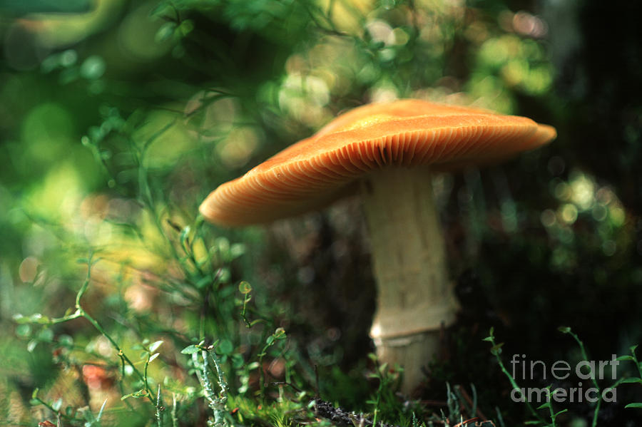 Mushroom 2 Photograph by Terry Elniski