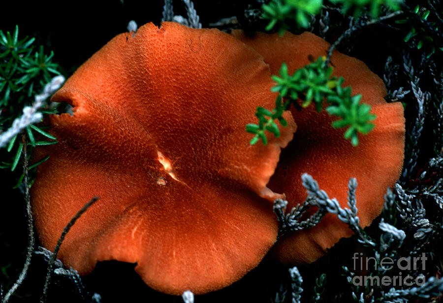 Mushroom 20 Photograph by Terry Elniski