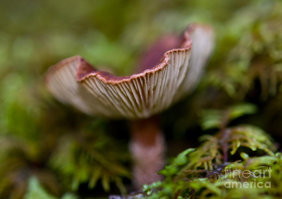 Mushroom 21 Photograph by Terry Elniski
