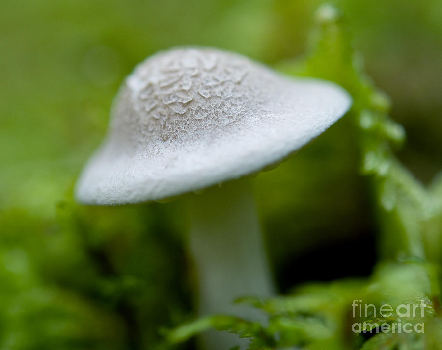 Mushroom 22 Photograph by Terry Elniski
