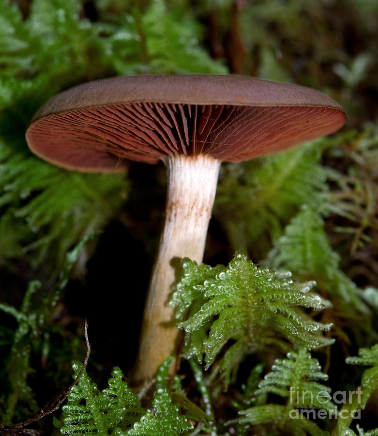 Mushroom 23 Photograph by Terry Elniski