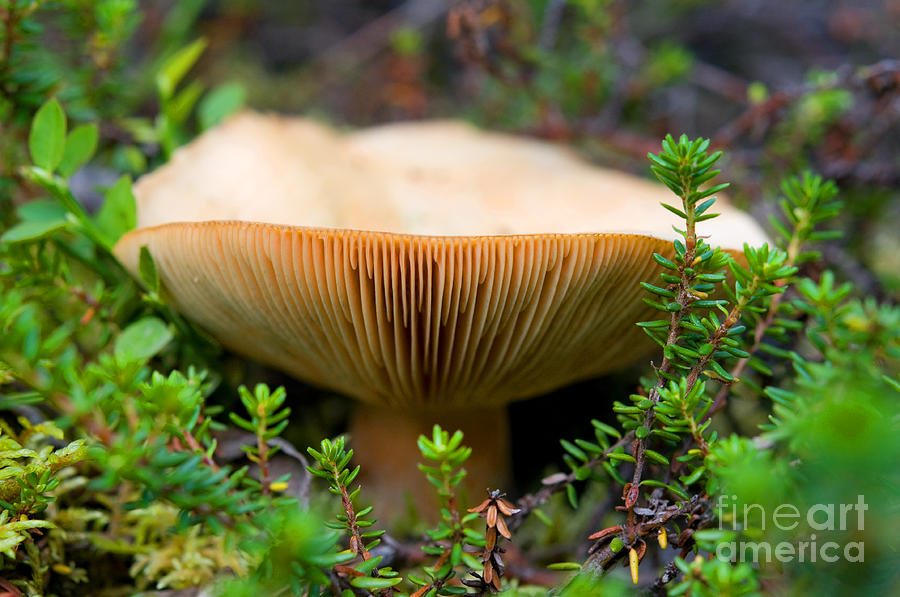 Mushroom 26 Photograph by Terry Elniski