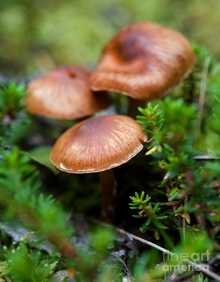Mushroom 27 Photograph by Terry Elniski