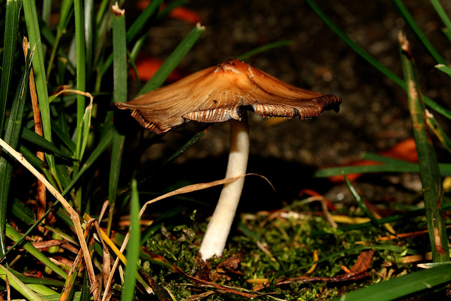 Mushroom 3 Photograph by Robert Morin